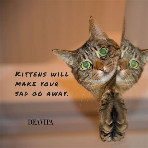 Funny Kittens And Cats Quotes With Adorable Photos