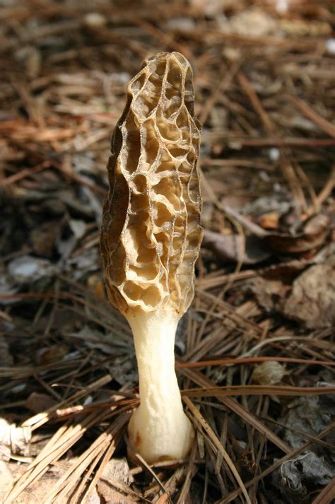 Mushrooms Lichens Fungi Identification Walter Reeves