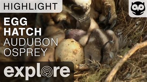 Osprey Egg Hatch Audubon Osprey Live Cam Highlight Youtube