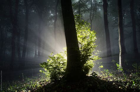 Enchanted Surreal Tree With Light Shining In Dark Forest
