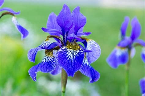 Beautiful Varieties Of Siberian Irises To Grow Dig It Right Dig It