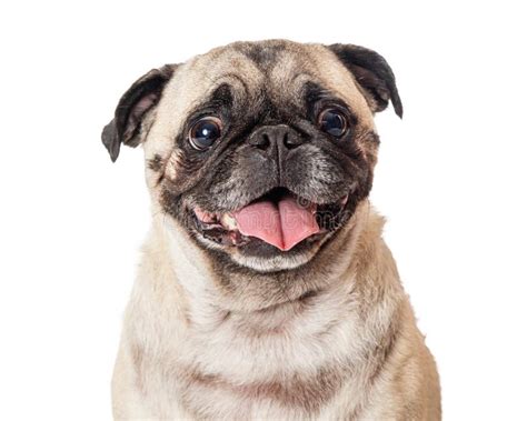 Calm Happy Pug Tongue Out Isolated Stock Photo Image Of Friendly