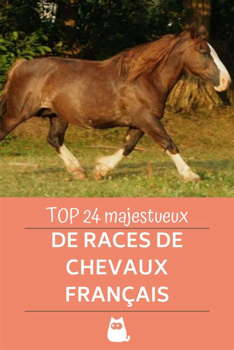 24 Races De Chevaux Français Liste Et Photos En 2021 Races De
