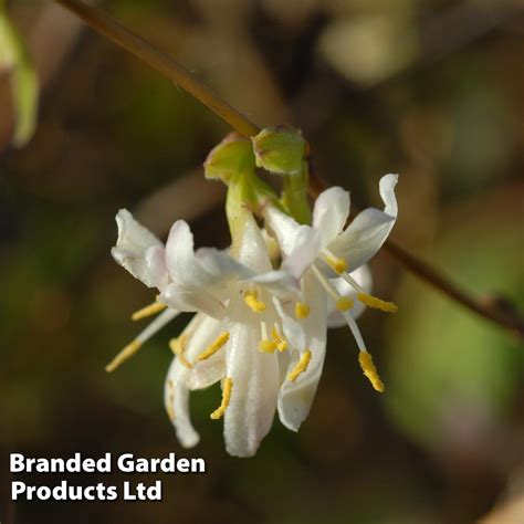 Lonicera X Purpusii Winter Beauty Suttons