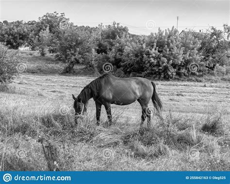 Beautiful Wild Horse Stallion On Summer Flower Meadow Stock Image