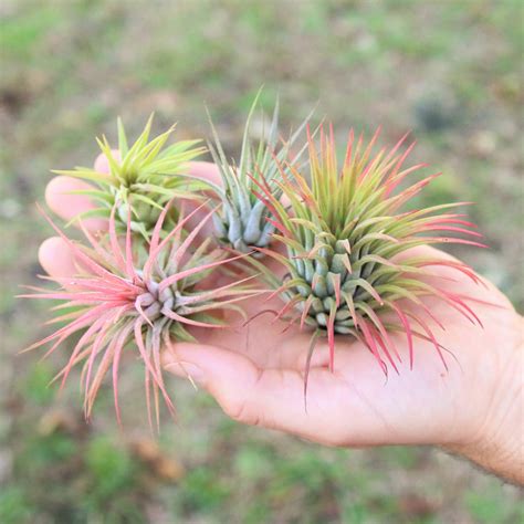 Air Plant Supply Co Visit Us To Buy Quality Air Plants And Tillandsias