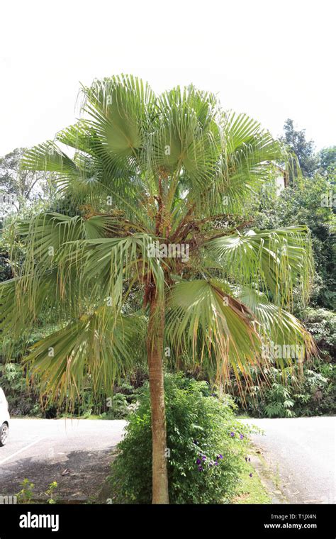 Sabal Palmetto Palm Tree Stock Photo Alamy
