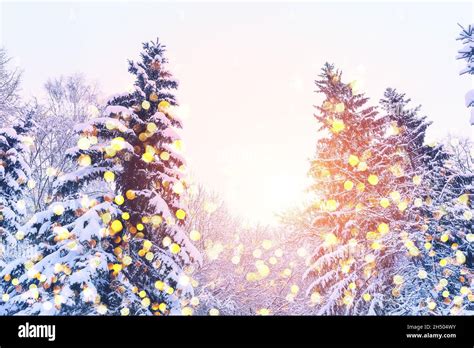 Winter Fir Tree Christmas Scene With Sunlight Fir Branches Covered