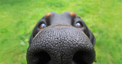 10 Nosy Dogs Who Want To Know What Youre Doing Bored Panda