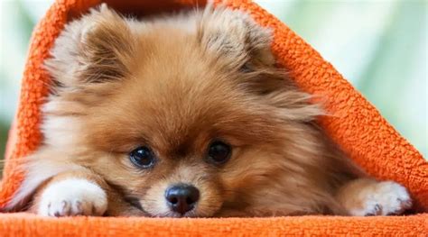 Pomeranian Dog Breed Information Facts Traits Pictures And More