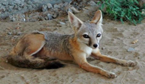 Endangered San Joaquin Kit Foxes Act As Good Neighbors In Kern County