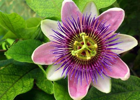 11 Of The Most Unusual Flowers On The Planet Unusual Flowers Unusual