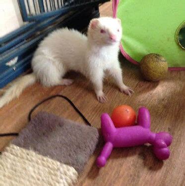 ferret accessories guides  ferret toys clothes beds