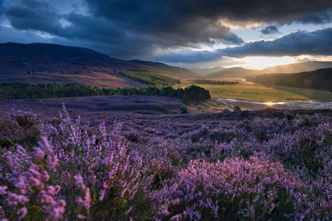 Picture Of A Large Expanse Of Purple Heather With The Sun Shining