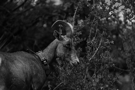 The Big Horn Sheep Of Zion National Park Behance