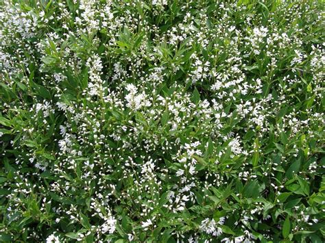 Identify White Flowering Shrub In The Ask A Question Forum