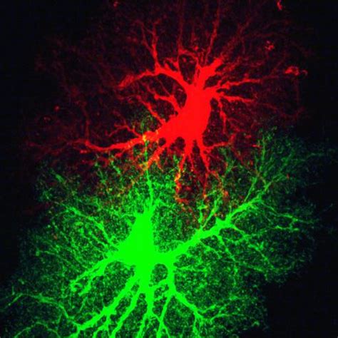 Cil36346 Rattus Norvegicus Astrocyte Cil Dataset