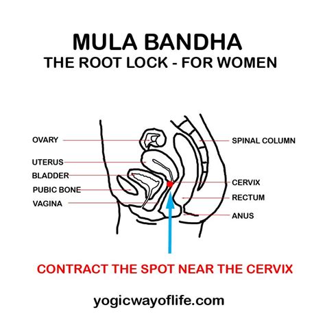 Mula Bandha The Root Lock Yogic Way Of Life