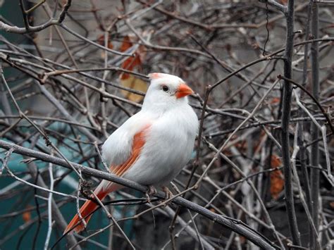White Feathered Birds Are Rare And Exciting To Backyard Birders