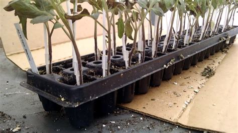 Bigdena Tomato Grafts Get Potted Up In Prop House Youtube
