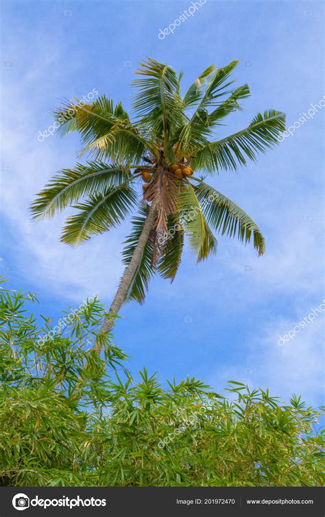One Coconut Tree Beautiful Paradise — Stock Photo © Whitepointer 201972470