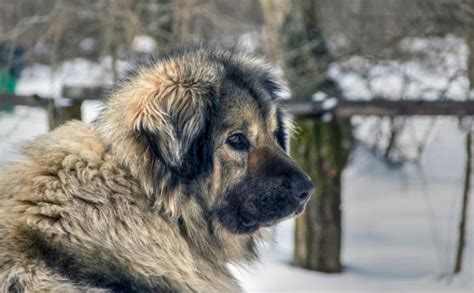 Native Albanian Dog Breeds All Dogs Of Albania Dog Breeds