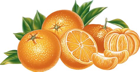 Orange And Mandarin Png Image Purepng Free Transparent Cc0 Png