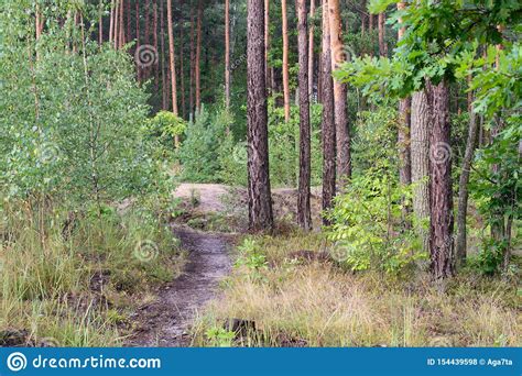 Footpath In Summer Forest Stock Photo Image Of Foliage 154439598