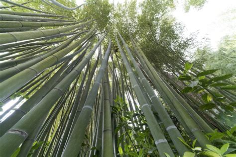 Forêt de bambous photo en contre plongée de tiges de bambous