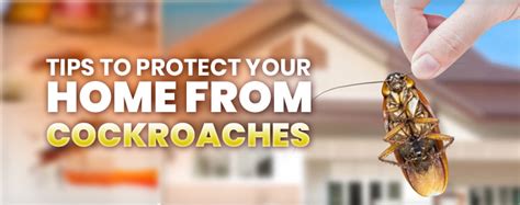 Tips To Protect Your Home From Residential Pest Like Cockroaches Insect Killer Service Pest