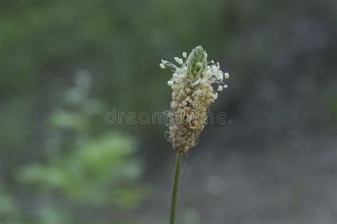 Close Up Beautiful Inflorescence Of Hoary Plantain Stock Image Image