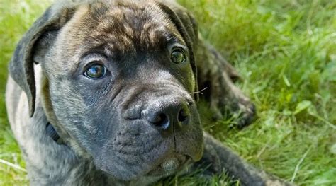 Boxer Mastiff Mix Boxmas Breed Info Size Puppies And More