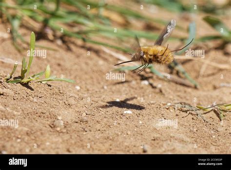 Dark Edged Bee Fly Bombylius Major Female Hovering While Flicking Its