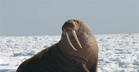 Pacific Walrus Odobenus Rosmarus Divergens Us Fish And Wildlife Service