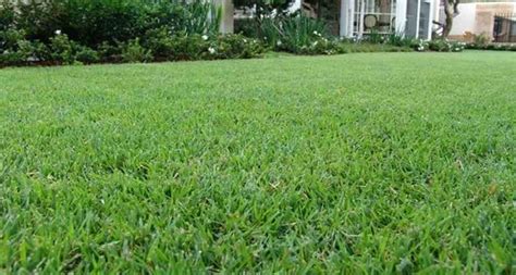 Best Drought Tolerant Lawn Types Pricing And Supplier Info Myhometurf