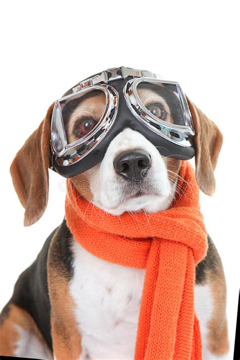 Dog Wearing Flying Glasses Or Goggles Stock Photo Image Of Canine