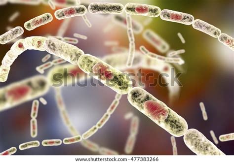 Bacillus Anthracis Grampositive Spore Forming Bacteria Stock