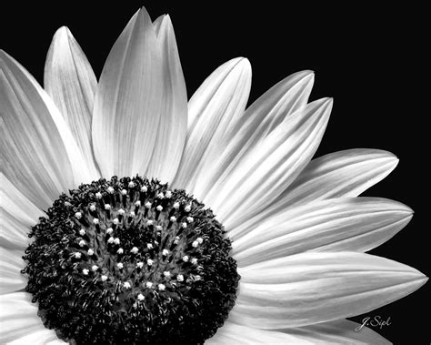 Black And White Sunflower Janet Sipl Flickr