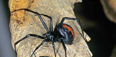 10 Of The Most Dangerous Spiders In The World Lit Lists