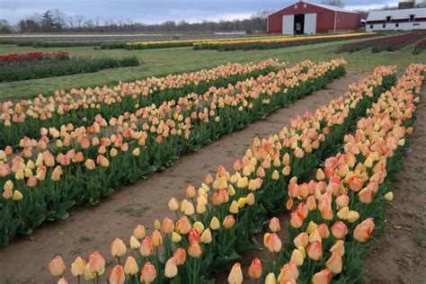 A Trip To New Jersey's Neverending Tulip Field Will Make Your Spring ...