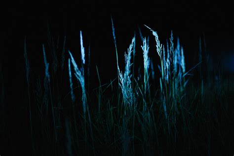 Green Grass Field During Night Time Photo Free Grass Image On Unsplash