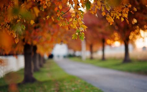 Bokeh Path Autumn Road Autumn Splendor Leaves Nature Fall