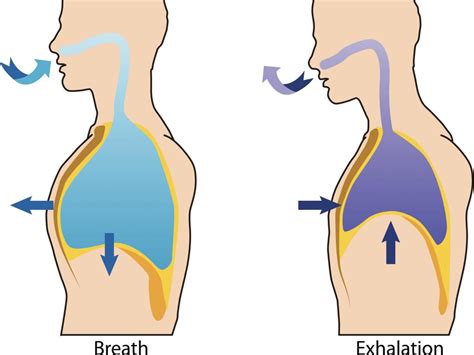 Paradoxical Breathing Symptoms And Causes