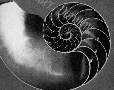 Chambered Nautilus Shell Fibonacci Spiral Edwardian 1905 Vintage