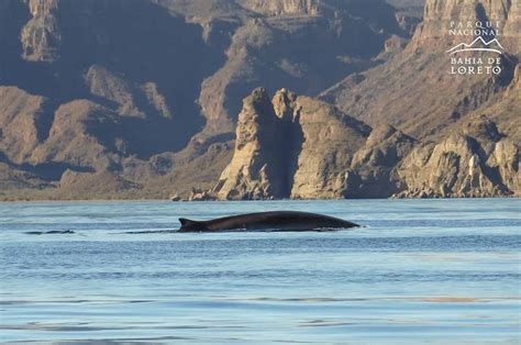 Parque Nacional Bahía De Loreto Todo Lo Que Necesitas Saber