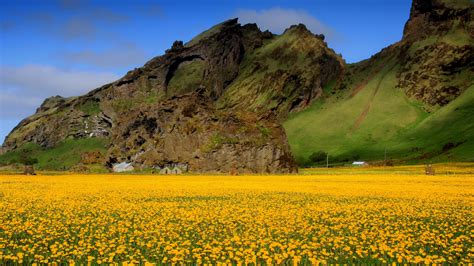 Yellow Flowers Sky Mountains Valley Wallpaper Hd 846