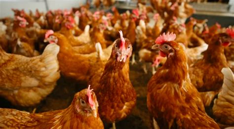 Bird Flu Outbreak At Lancashire Poultry Farm Itv News Granada