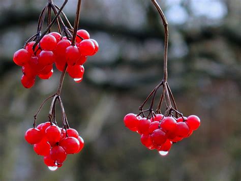 Rote Beeren Foto & Bild | pflanzen, pilze & flechten, jahreszeiten, winter Bilder auf fotocommunity