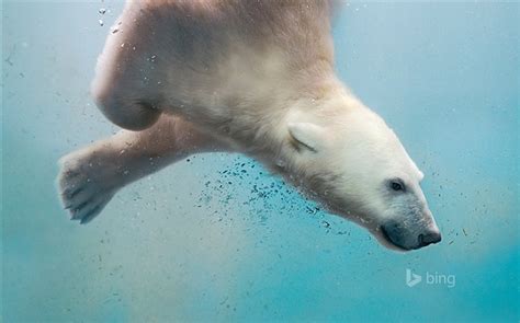A Polar Bear Plunging 2016 Bing Desktop Wallpaper View