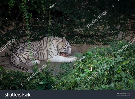 White Bengal Tiger Eating Meat Zoo库存照片499476061 Shutterstock